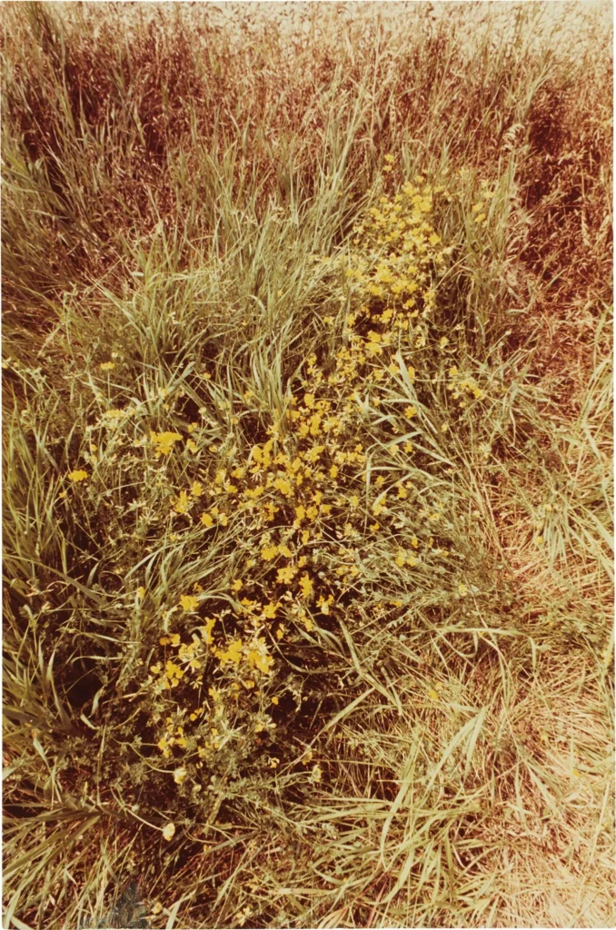 Kristeva’da “Abject” Kavramı: Temsilin Kenarındaki Varlık ana mendieta.silueta serisi 1